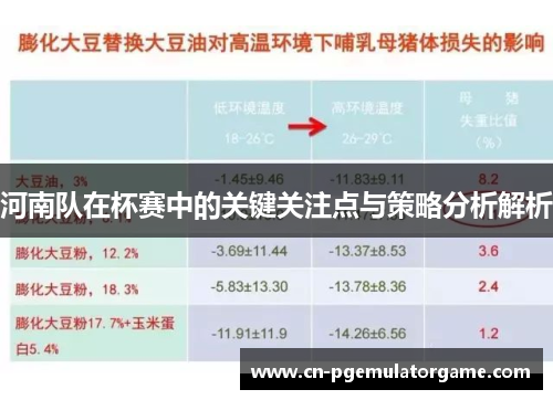 河南队在杯赛中的关键关注点与策略分析解析